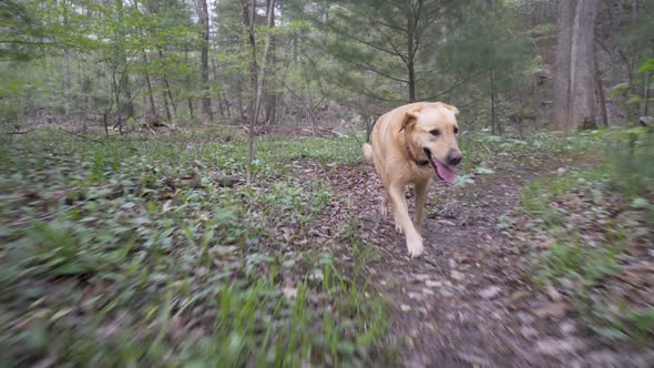 Yellow lab walking slowly away from a creek in the forest on a cloudy day.