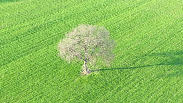 White Tree