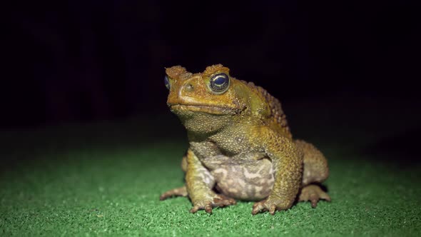 Cane Toad at Night Sitting Still On Green Surface, Close Up
