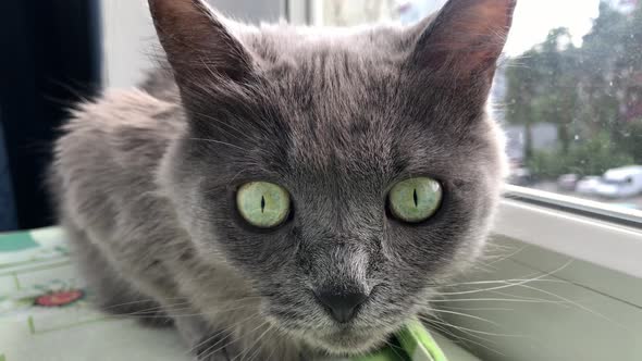 Gray cat with beautiful green eyes looks at the camera and raises its head with an interest