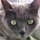 Gray cat with beautiful green eyes looks at the camera and raises its head with an interest - VideoHive Item for Sale