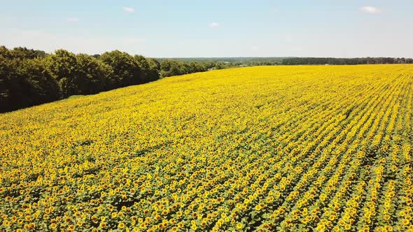 Wonderful Landscape of Sunflower Field