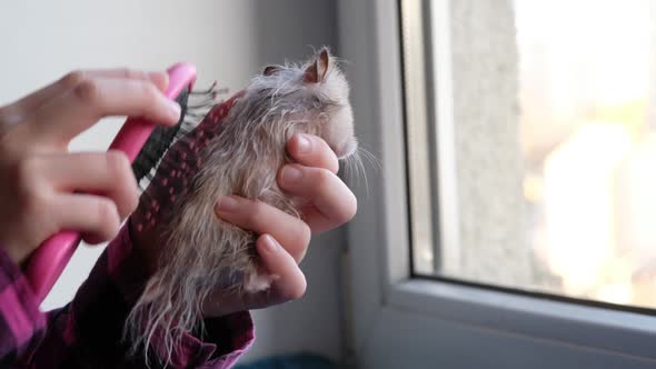 Girl Holding a Hamster in Her Arms After Bath and Combing It with a Comb