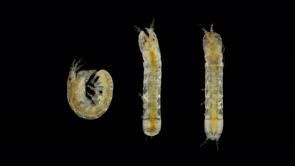 Black Sea Plankton and Zooplankton Under a Microscope, a Small Crustacean of the Genus Leptochelia