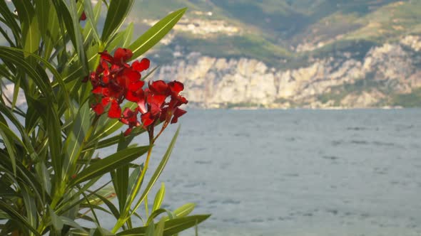 The Plant on the Shore of the Lake