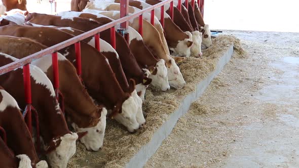 Simmental calves eating in the barn.