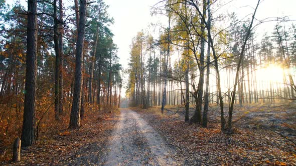 Autumn Forest Background Motion Cam