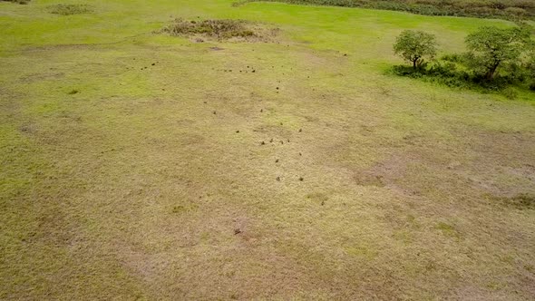 Aerial view of baboons running in the savanna in Africa.