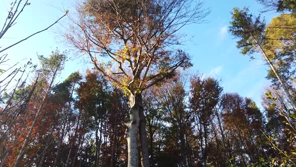 A huge tree that is coupled or bind together with a beautiful autumn color of the leaves and blue sk