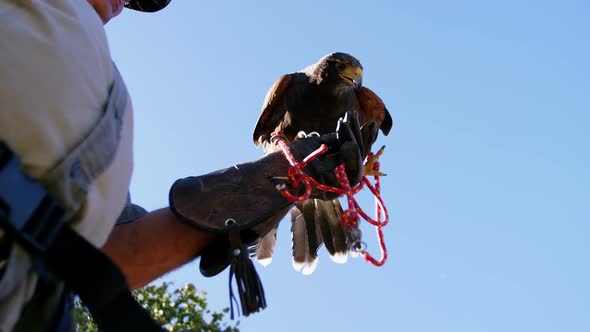 Man feeding falcon eagle on his hand