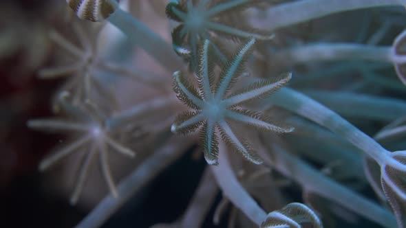 coral feeding on plankton by open and closing it's tentacles