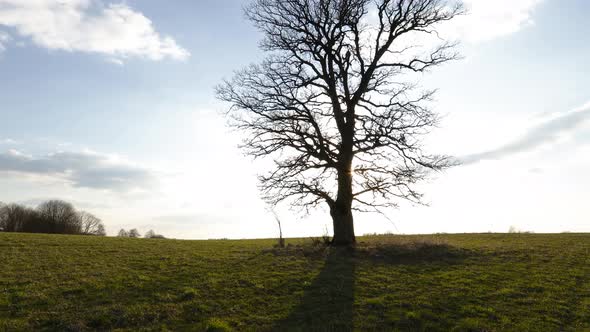 Oak Tree