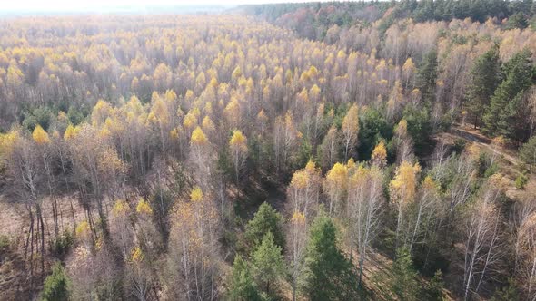 Forest with Trees in the Fall