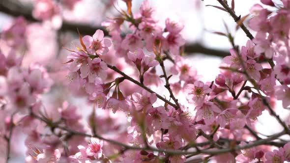 Pink Cherry Blossom