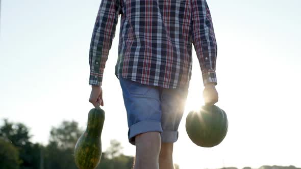 Working Process of Harvesting Pumpkins on the Eco Farm at Sunset