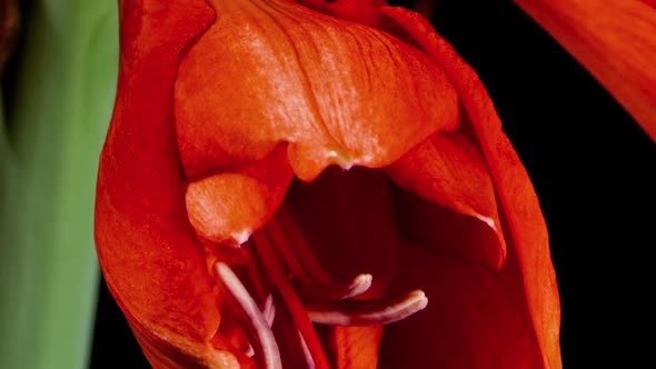 Red flower of Amaryllis blooming in time lapse 