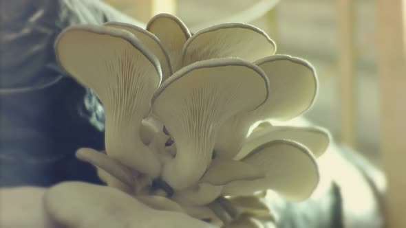 Fungus macro footage.