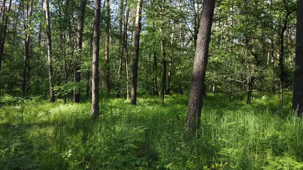 Trees in the Forest By Summer Day