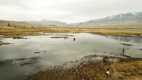 Horses Drink Water at a Watering Hole