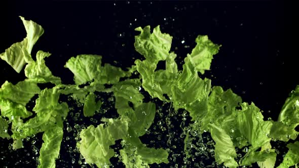 Pieces of Lettuce Leaves with Water Fly Up and Fall Down