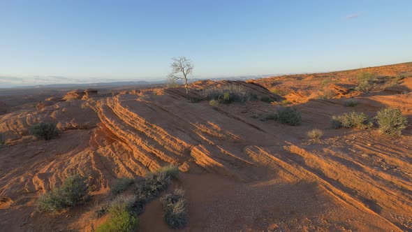 Dry tree on red rocks