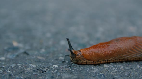 Crawling Slug On The Road