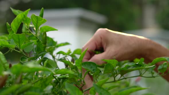 Gardener's Hand Picking Chili Peppers From A Tree