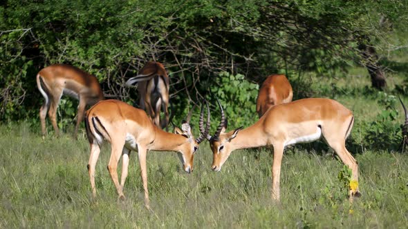 Two Male Impala Antelope Fight On Horns In The African Savanna