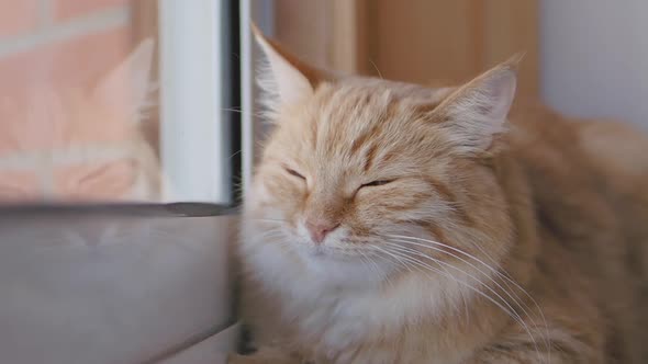 Cute Ginger Cat Dozing on Window Sill. Close Up Slow Motion Footage of Fluffy Pet.