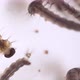 4K Macro Mosquito Larvae - VideoHive Item for Sale