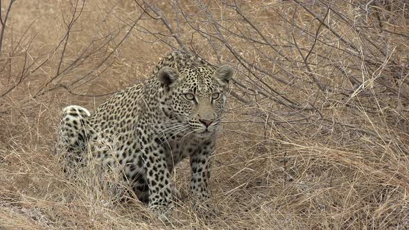 A young leopard hunkers down in the dry grass as he intently watches something in the distance.