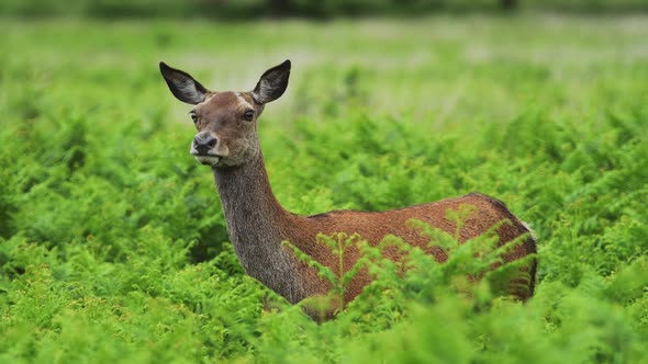 Beautiful female red deer standing between green plants turning head around