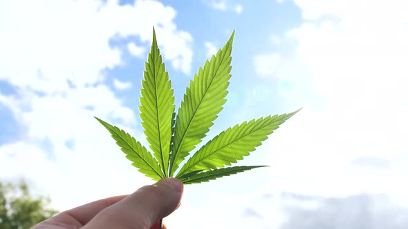 Man hand holding a Cannabis leaf towards the sky