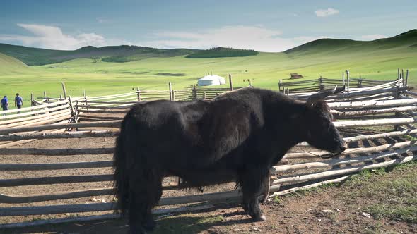 White Ger Tents and Horned Black Yak in the Geography of Mongolian Meadows