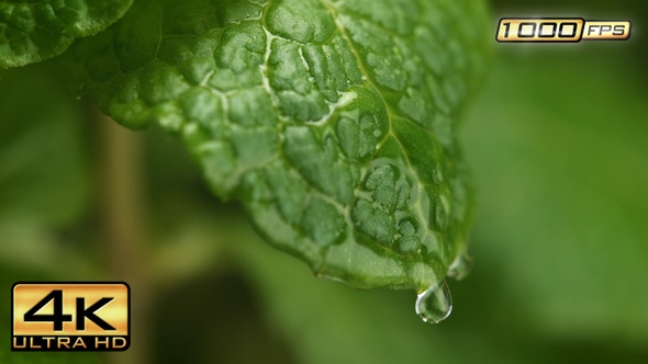 Rain Drop Falling onto the Mint Leaf