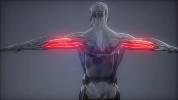 Triceps - Visible Muscle Anatomy Map alt