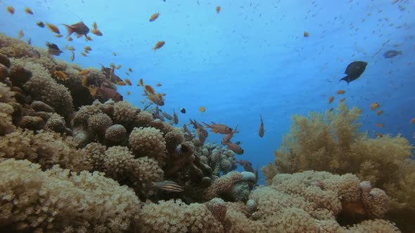 Colourful Corals