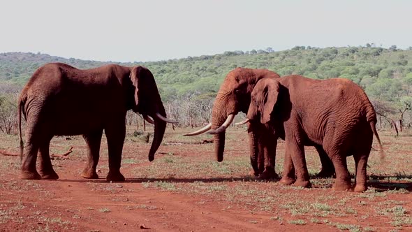 A small group of elephants, Loxodonta africana wrestle? for dominance at a small waterhole during wi