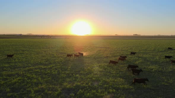 Aerial tracking shot with cows running across green pasture farmland with beautiful bright sun setti