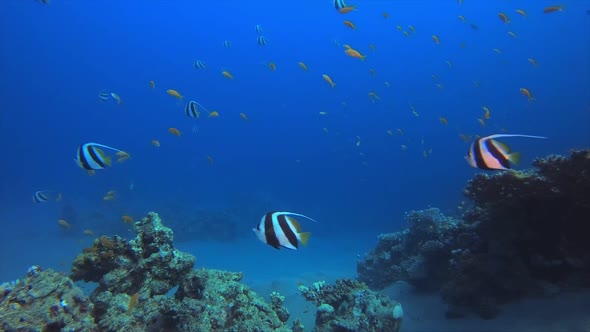 Tropical Underwater Bannerfish Reef