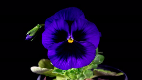 Time lapse of Opening Violet Pansy Flower (Viola Tricolor) Isolated on Black Background. Blue Flower