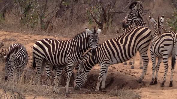 Zebra drinking water during dry conditions. Static