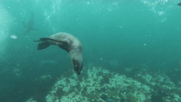 Close encounter with curious sea lion in slow motion, South Africa