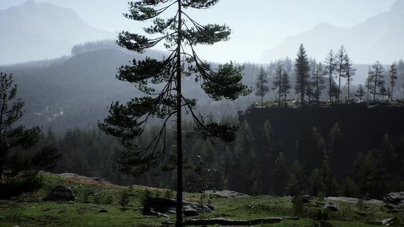 Pine Tree Forests at the Base of Mountain in Sunny Day of Summer