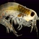 Amphipoda Poekilogammarus Sp. Under the Microscope, of the Family Acanthogammaridae, Endemic - VideoHive Item for Sale