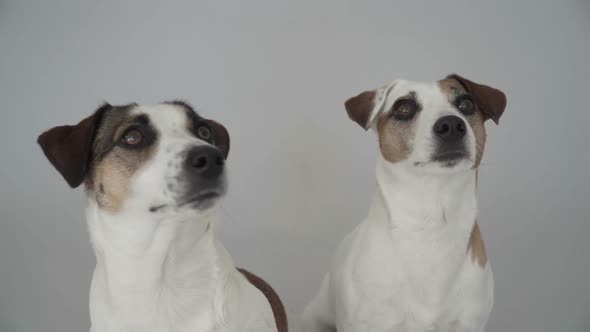 Two Dogs Sitting at Home