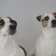 Two Dogs Sitting at Home - VideoHive Item for Sale