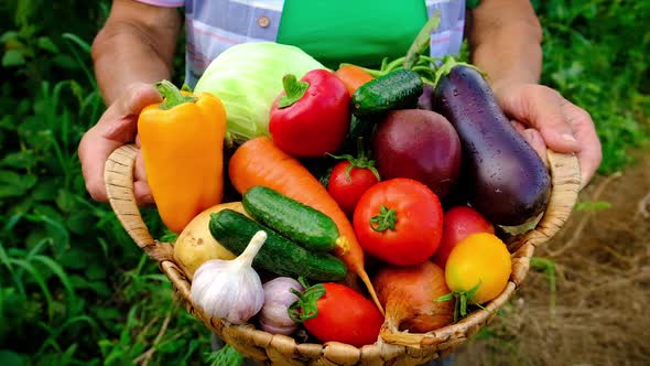 Grandmother Holds Vegetables in Her Hands with Harvest