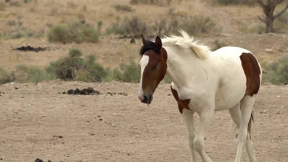 Wild horse walking across desert landscape to watering hole