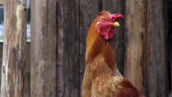 Farmyard Chicken showing a fine set of bright Red Wattles and Comb or Crest.